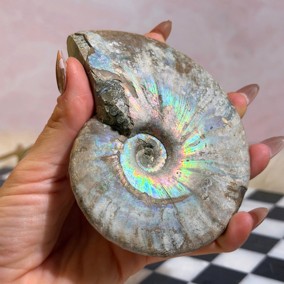 Rainbow Iridescent Ammonite 12oz with Dendrites Madagascar Fossil