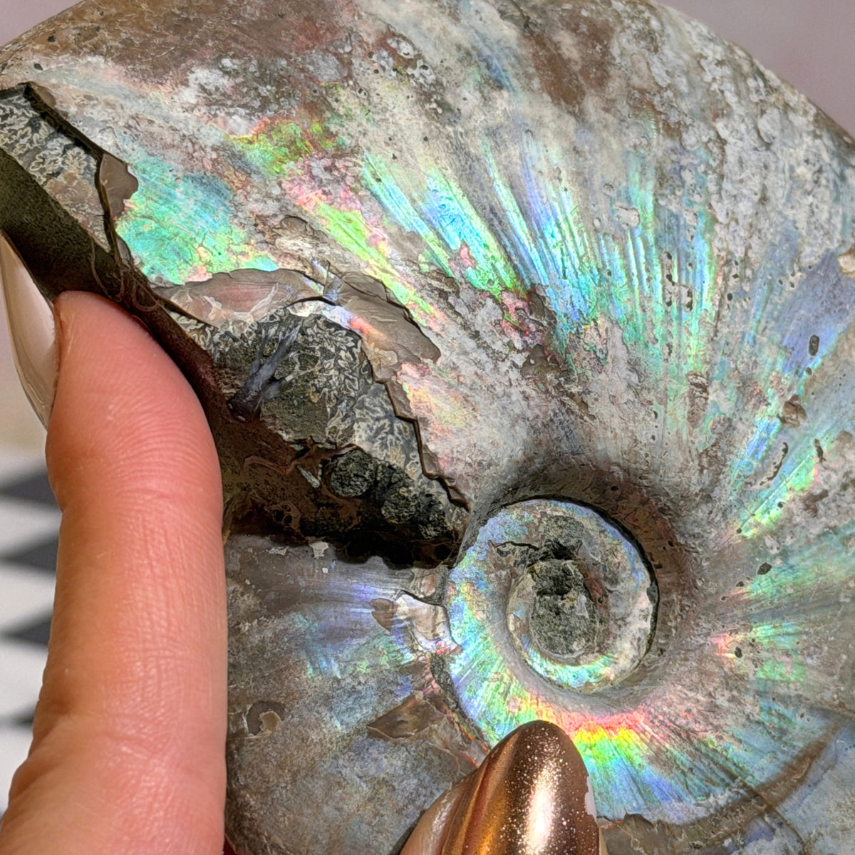 Rainbow Iridescent Ammonite 12oz with Dendrites Madagascar Fossil
