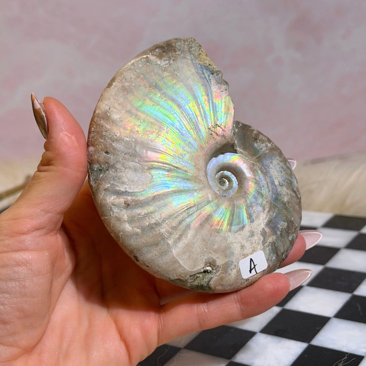 Rainbow Iridescent Ammonite 12oz with Dendrites Madagascar Fossil