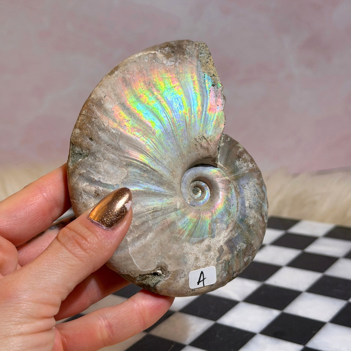 Rainbow Iridescent Ammonite 12oz with Dendrites Madagascar Fossil