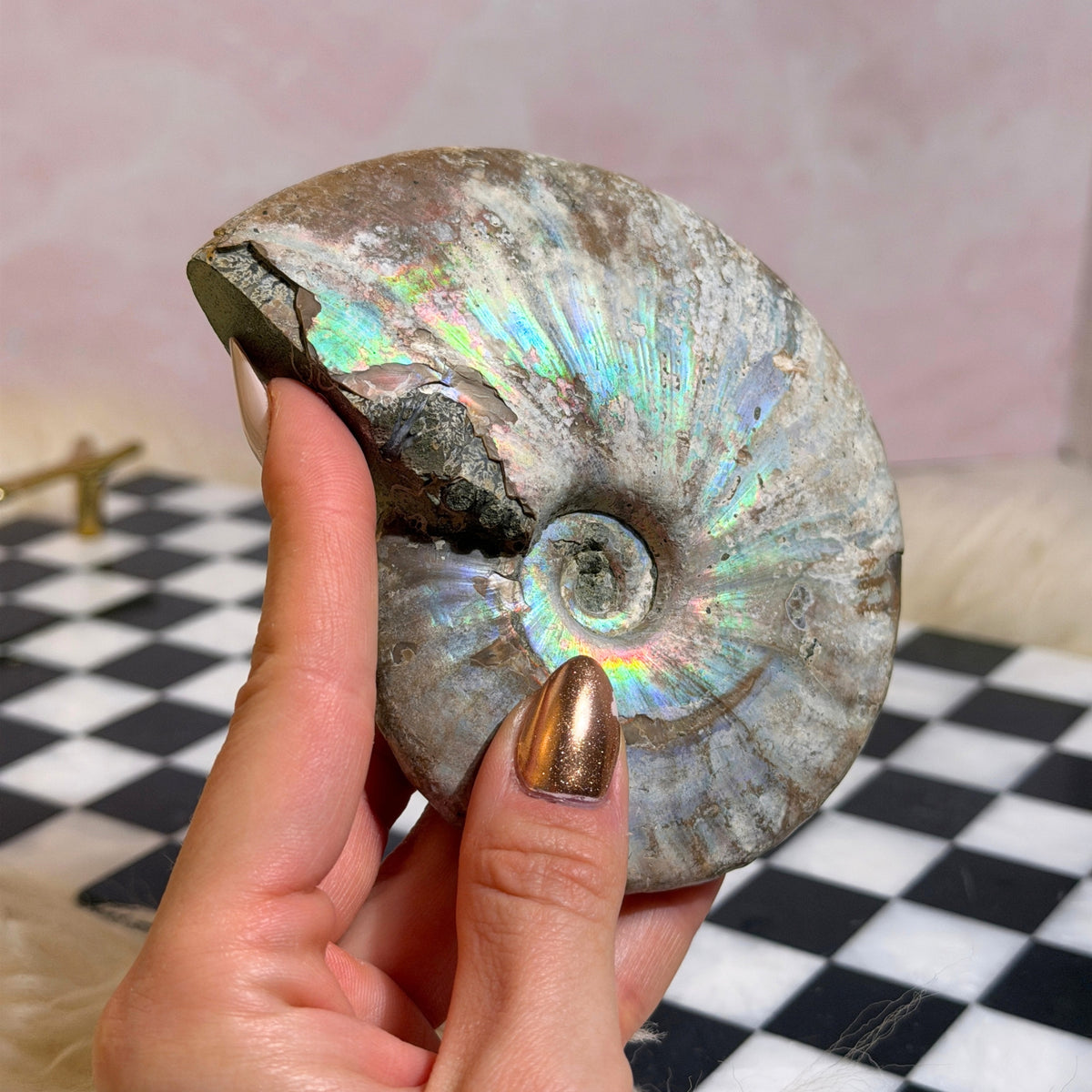 Rainbow Iridescent Ammonite 12oz with Dendrites Madagascar Fossil