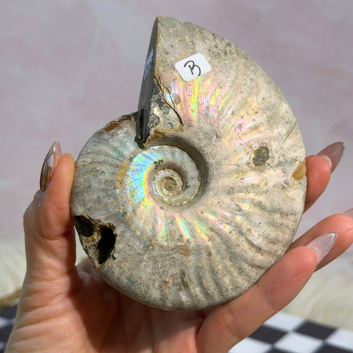 Rainbow Iridescent Ammonite 11oz with Dendrites Madagascar Fossil