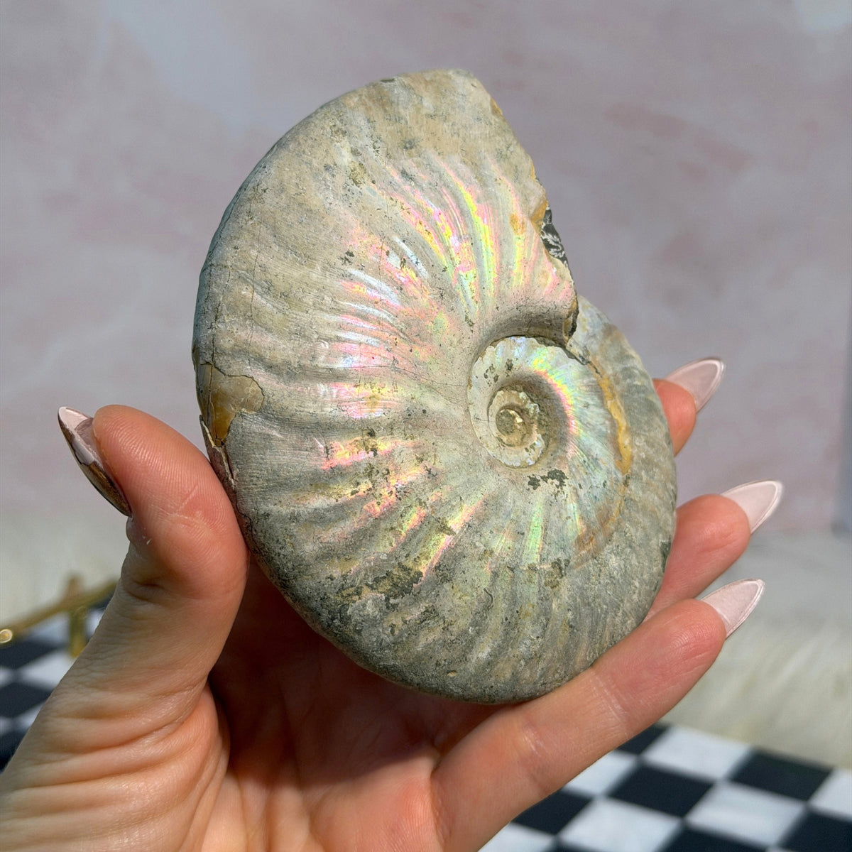 Rainbow Iridescent Ammonite 11oz with Dendrites Madagascar Fossil