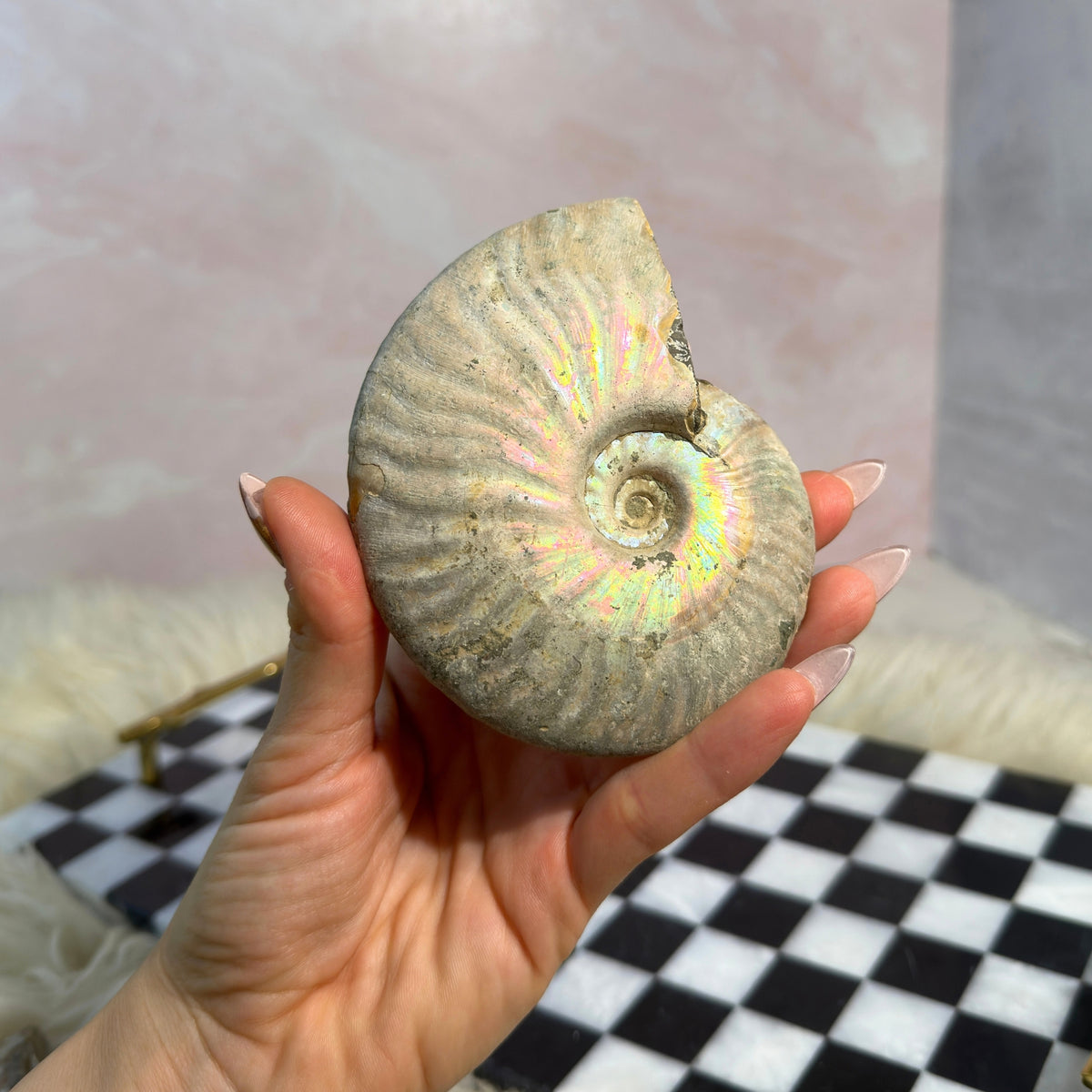 Rainbow Iridescent Ammonite 11oz with Dendrites Madagascar Fossil