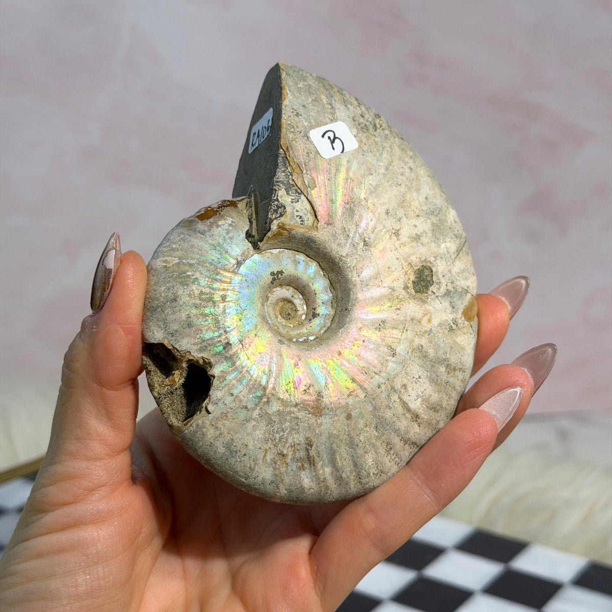 Rainbow Iridescent Ammonite 11oz with Dendrites Madagascar Fossil