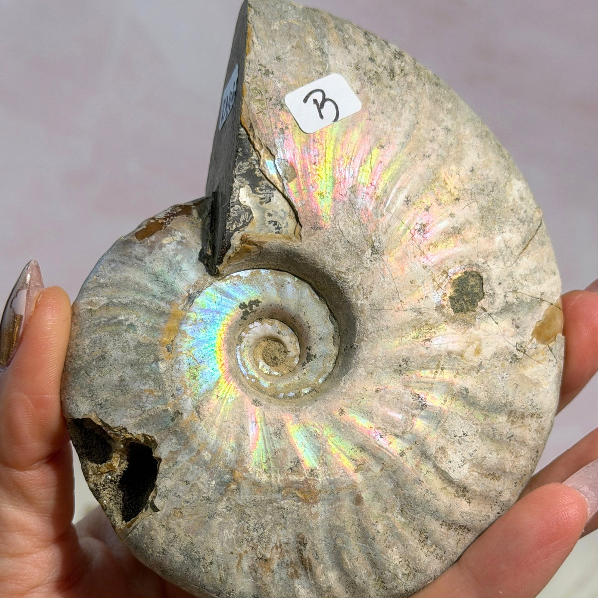 Rainbow Iridescent Ammonite 11oz with Dendrites Madagascar Fossil