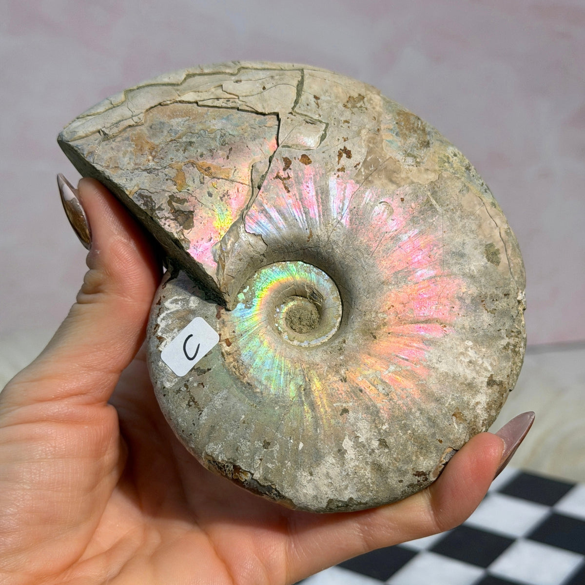Rainbow Iridescent Ammonite 13.5oz Madagascar Fossil