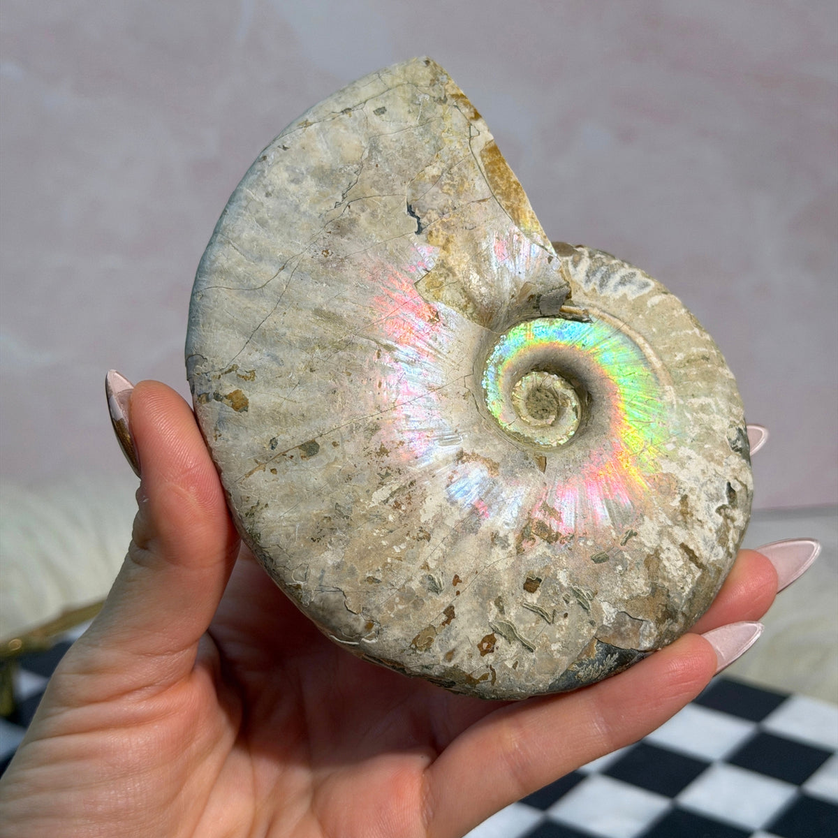 Rainbow Iridescent Ammonite 13.5oz Madagascar Fossil