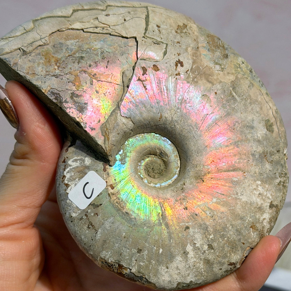 Rainbow Iridescent Ammonite 13.5oz Madagascar Fossil