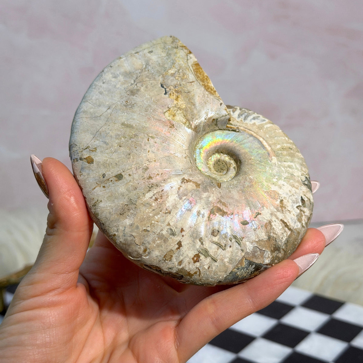 Rainbow Iridescent Ammonite 13.5oz Madagascar Fossil