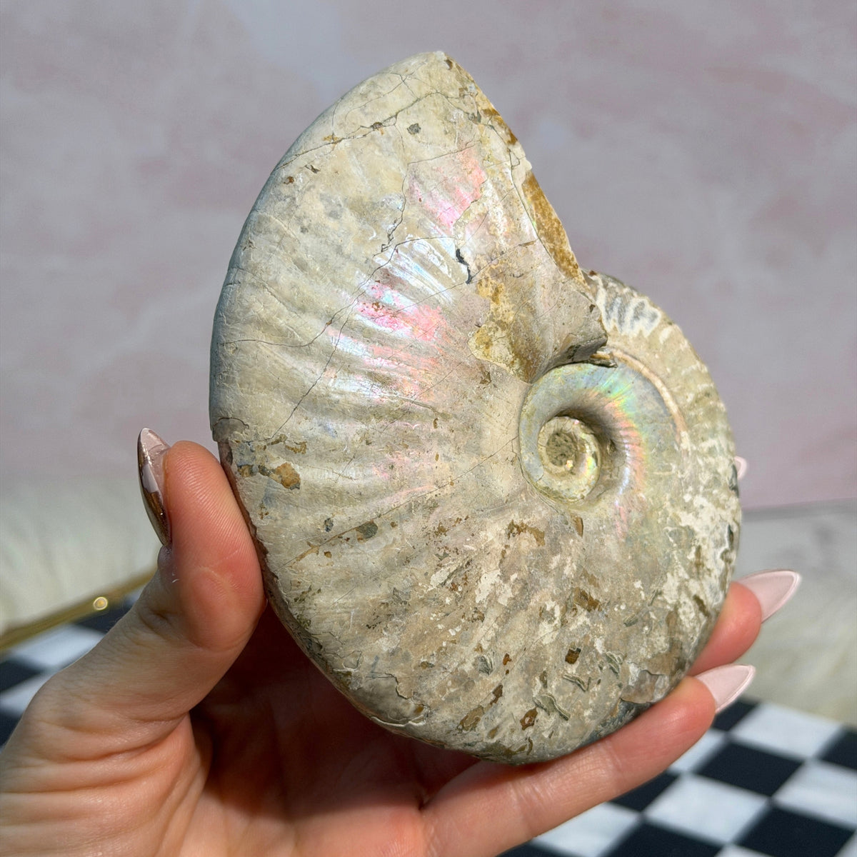 Rainbow Iridescent Ammonite 13.5oz Madagascar Fossil
