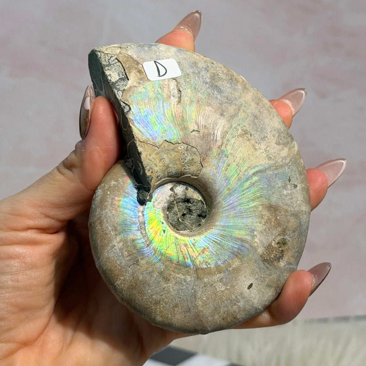 Rainbow Iridescent Ammonite 12oz with Dendrites Madagascar Fossil