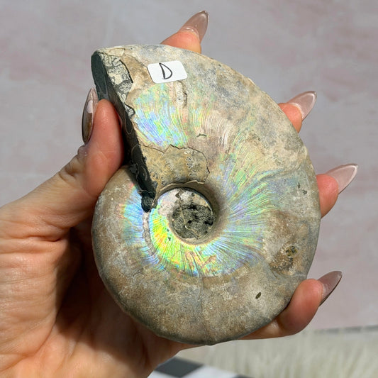 Rainbow Iridescent Ammonite 12oz with Dendrites Madagascar Fossil