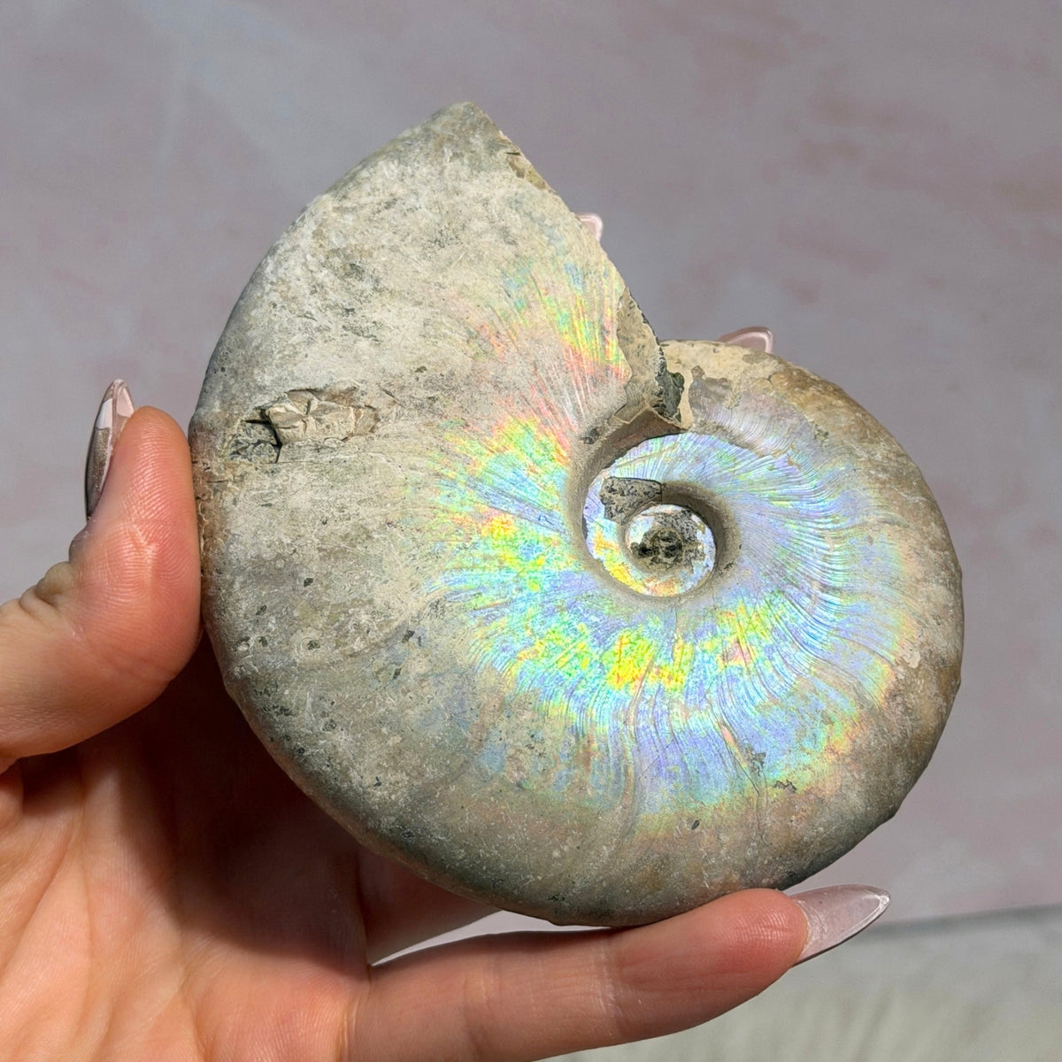 Rainbow Iridescent Ammonite 12oz with Dendrites Madagascar Fossil