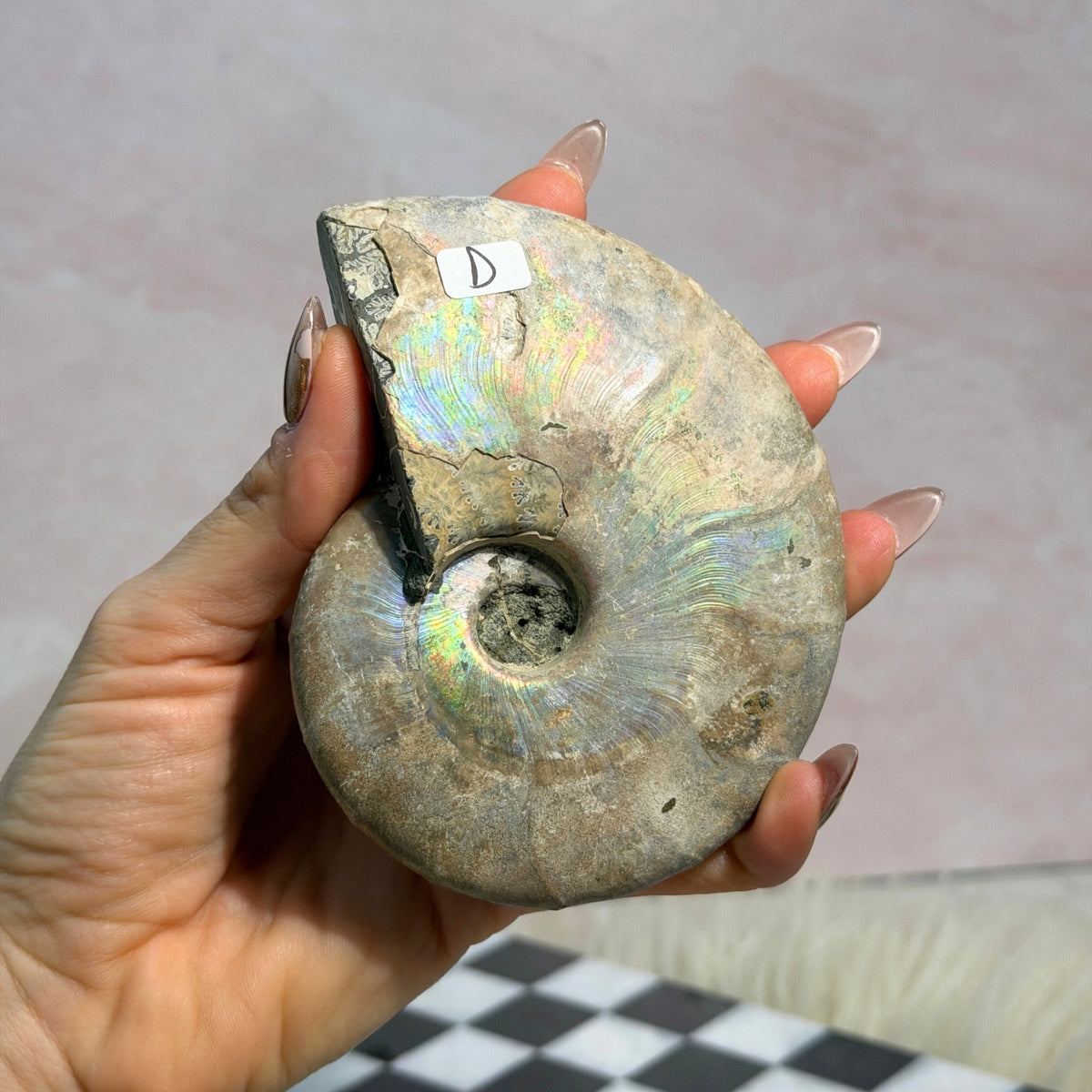 Rainbow Iridescent Ammonite 12oz with Dendrites Madagascar Fossil