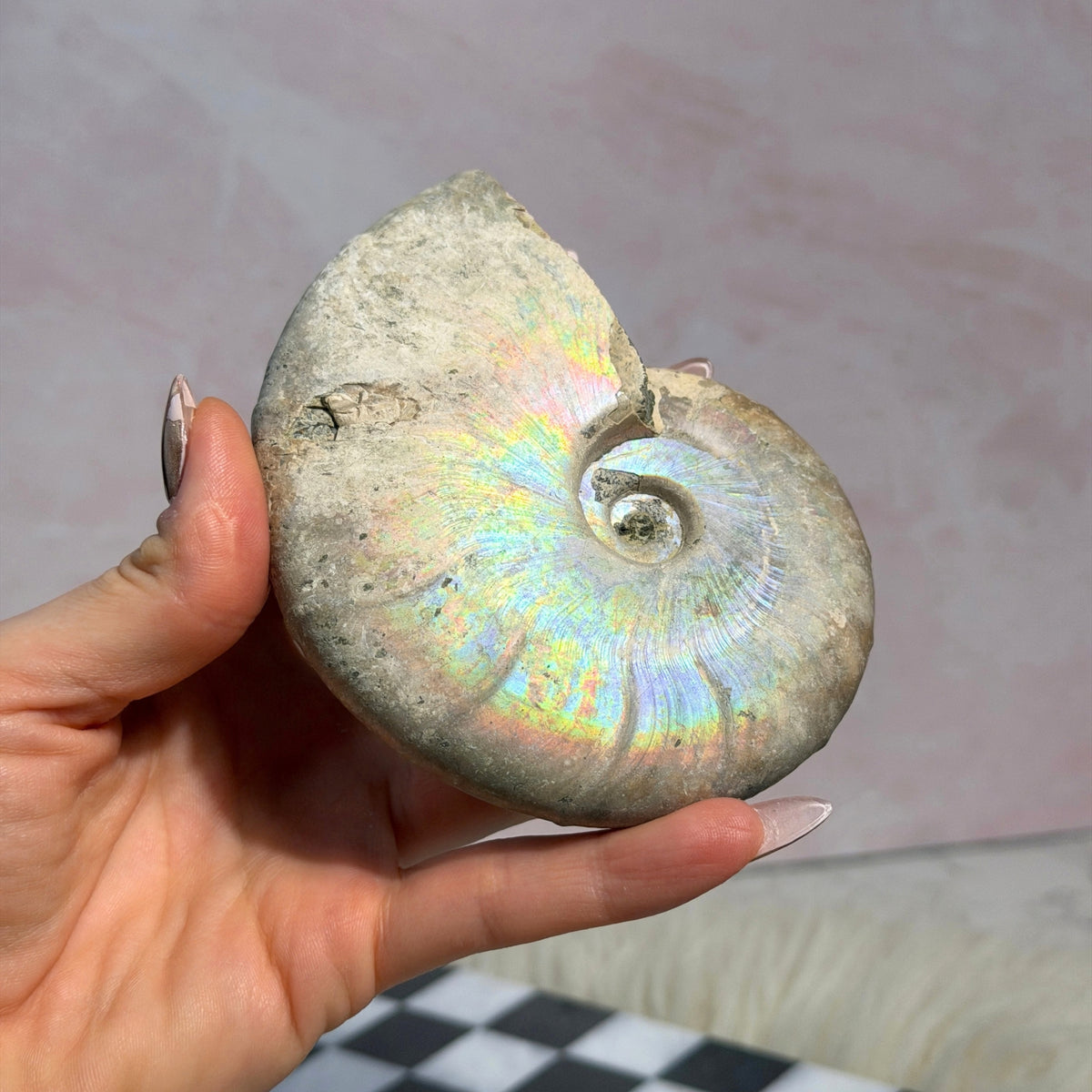 Rainbow Iridescent Ammonite 12oz with Dendrites Madagascar Fossil