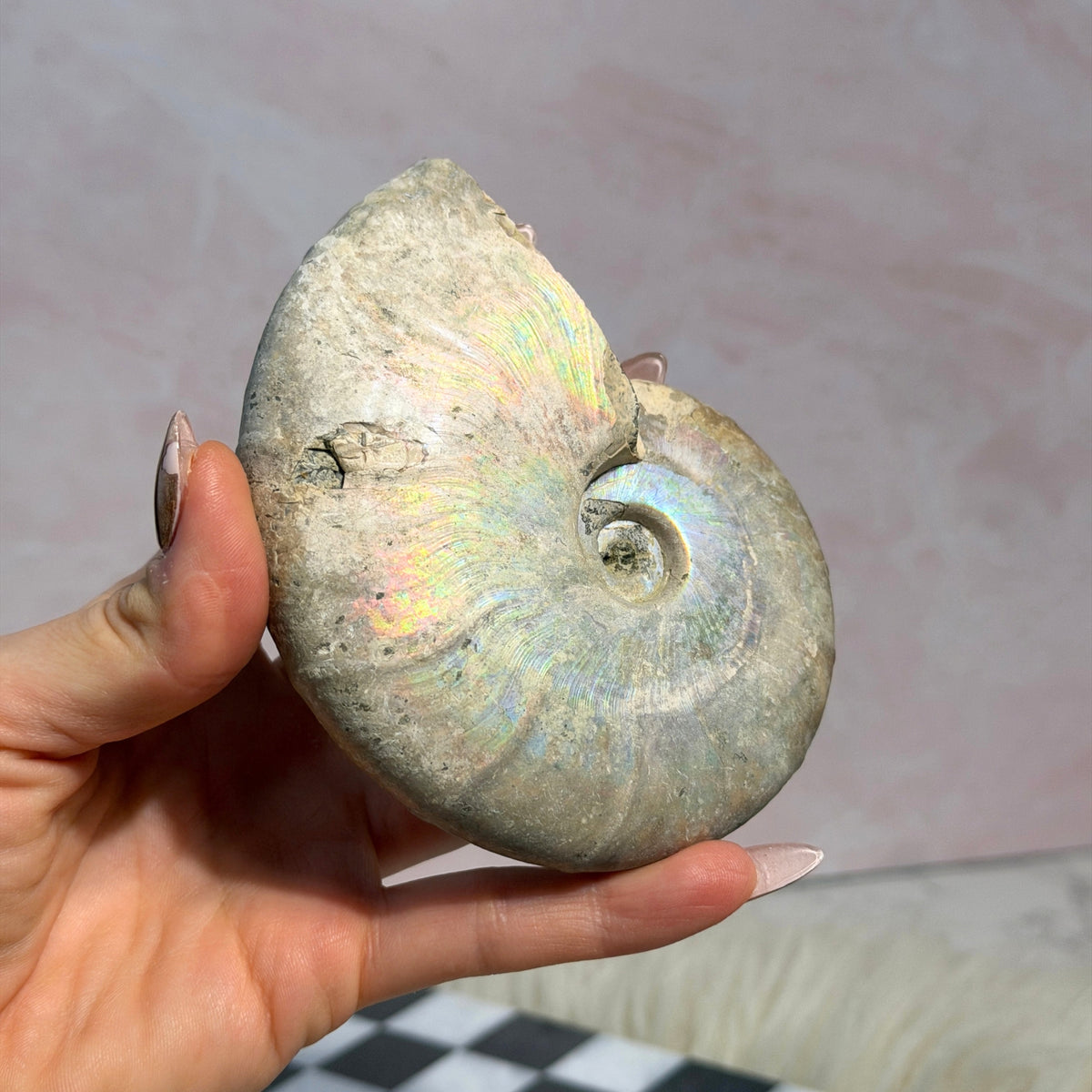 Rainbow Iridescent Ammonite 12oz with Dendrites Madagascar Fossil