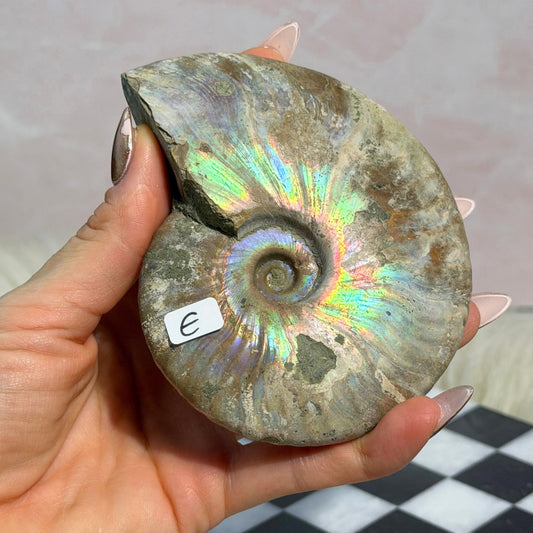 Rainbow Iridescent Ammonite 10.5oz Madagascar Fossil