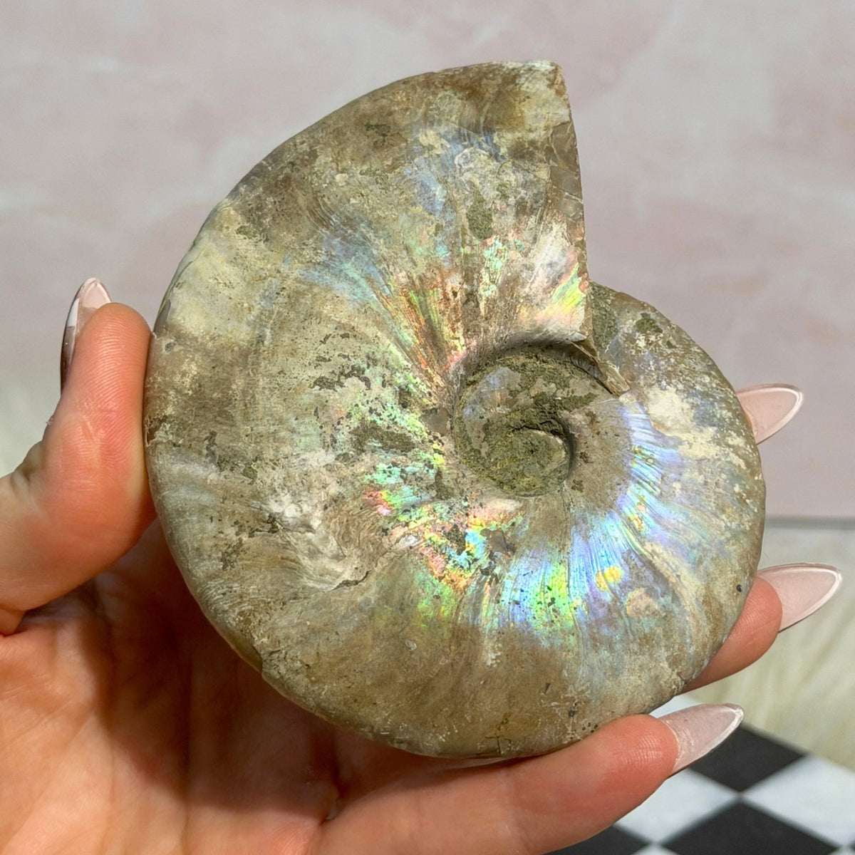Rainbow Iridescent Ammonite 10.5oz Madagascar Fossil