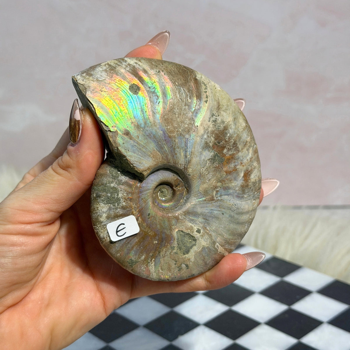 Rainbow Iridescent Ammonite 10.5oz Madagascar Fossil