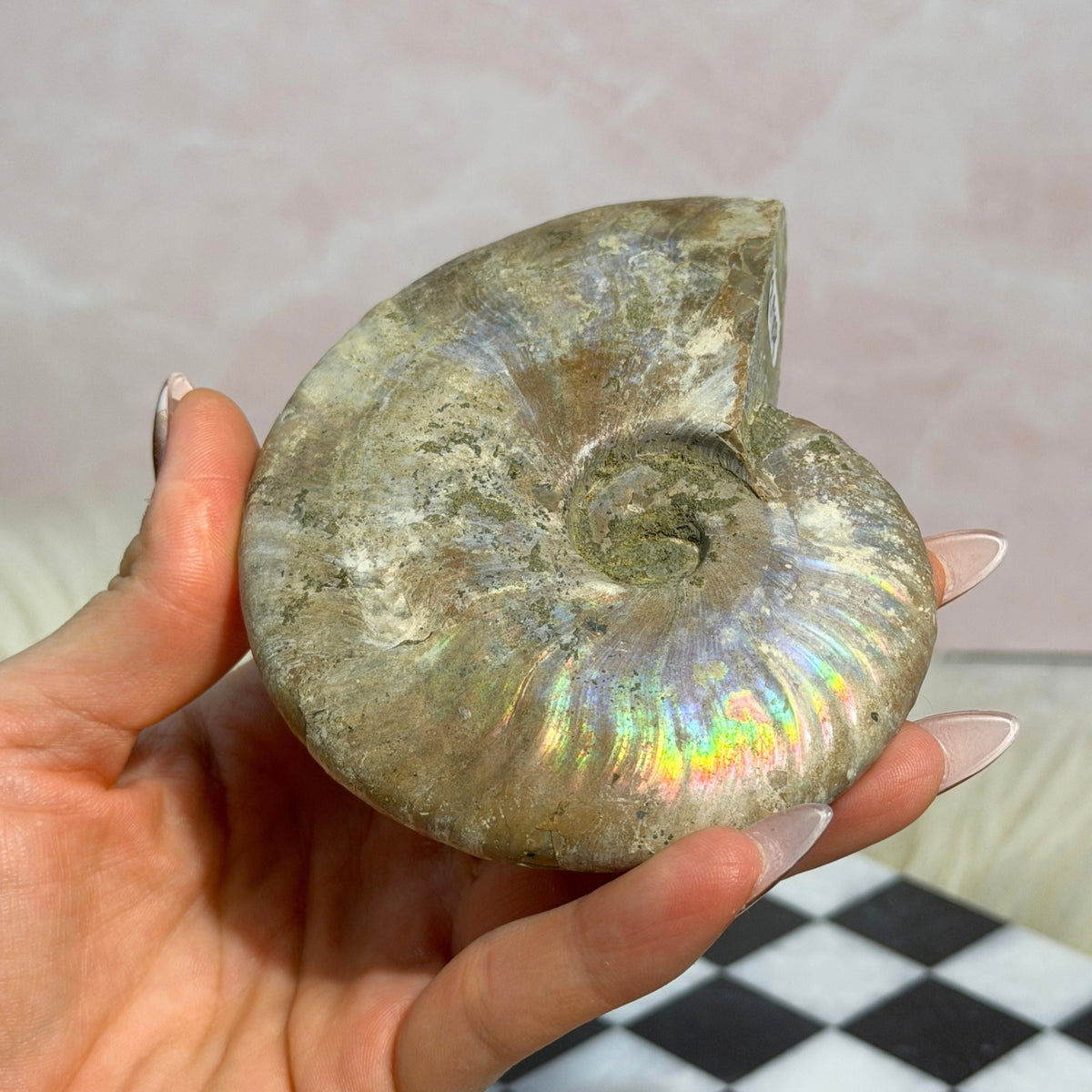 Rainbow Iridescent Ammonite 10.5oz Madagascar Fossil