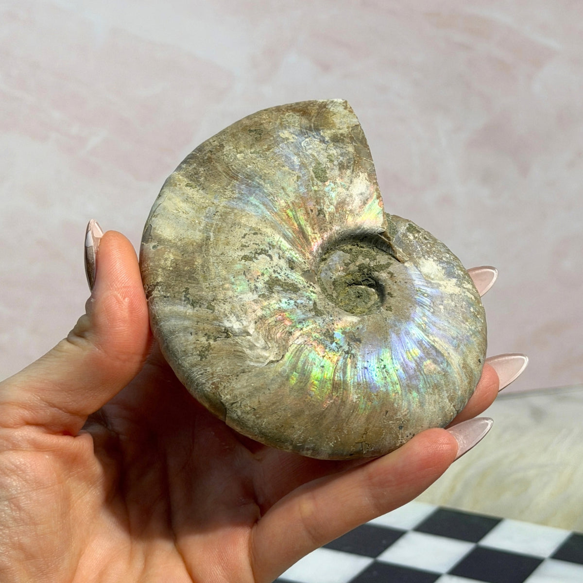 Rainbow Iridescent Ammonite 10.5oz Madagascar Fossil